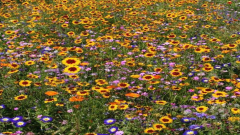 Blumenwiese Waldburg